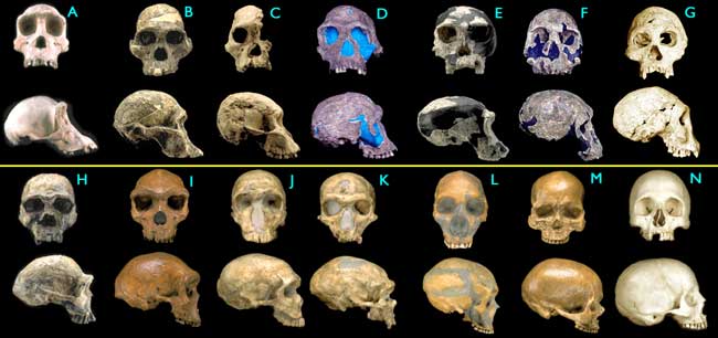 [Figure 1.4.4: Hominid skulls]