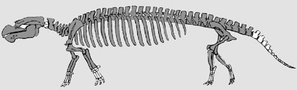 [Figure 1.4.5: Seacow with legs]